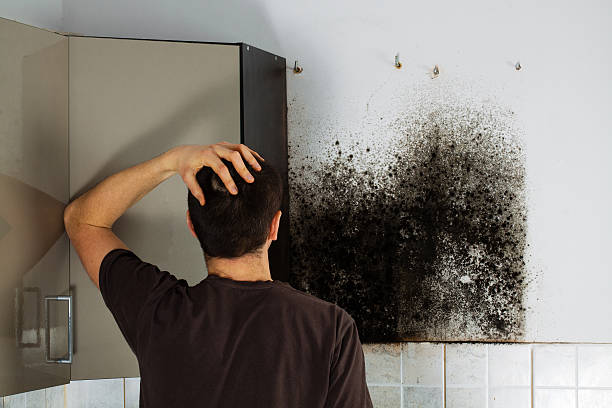 Best Certified Mold Removal  in Maury, NC