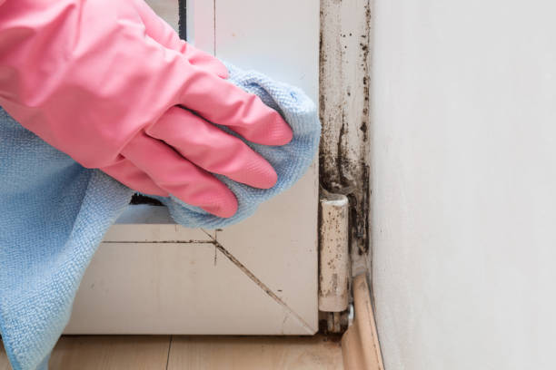 Mold Removal Process in Maury, NC